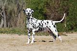 DALMATIEN 095